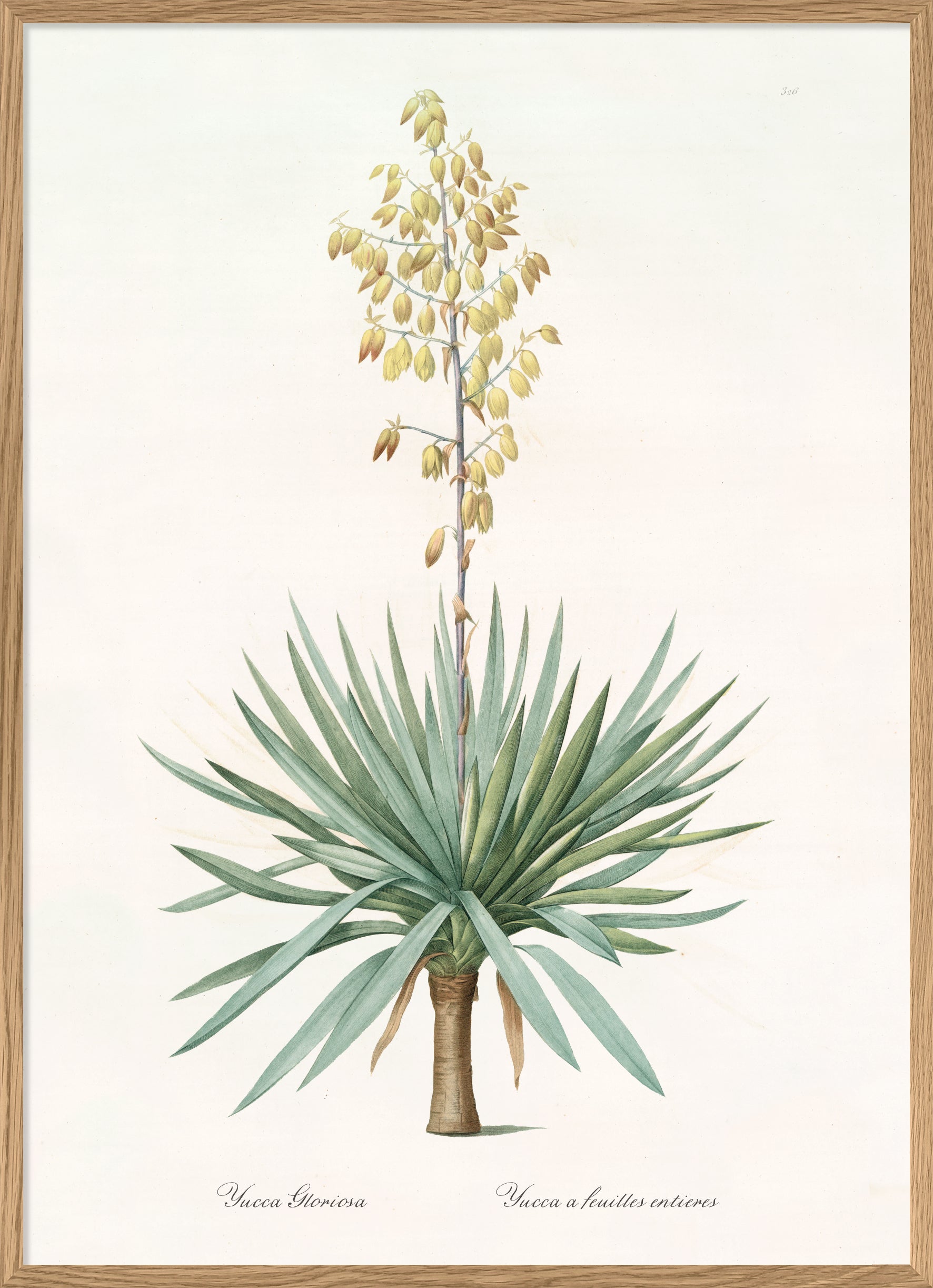 Yucca gloriosa 2025