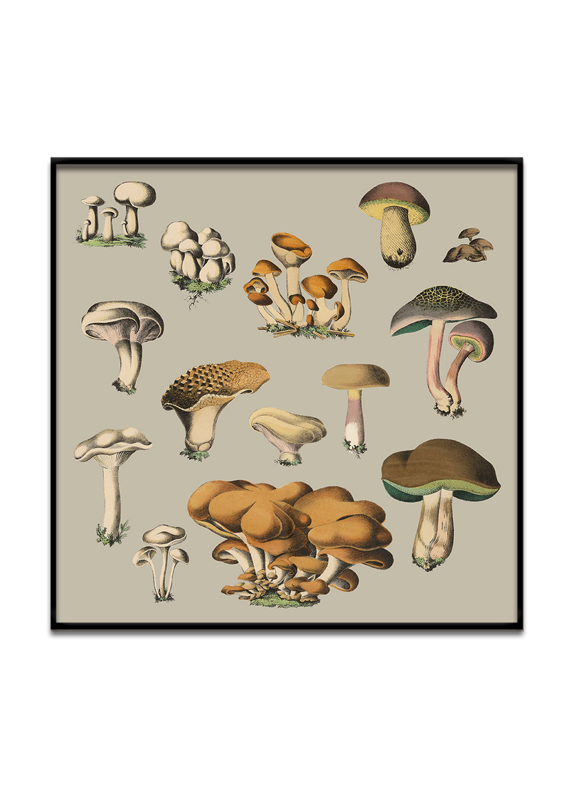 Fungi XI