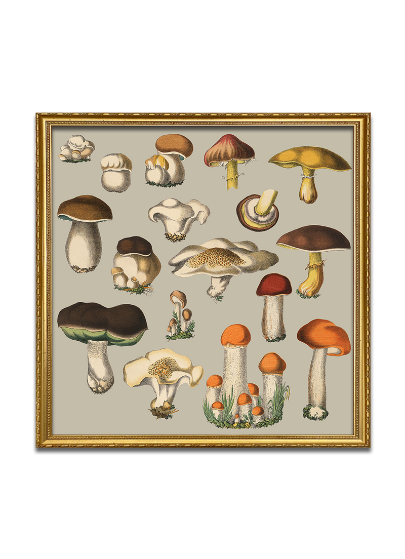 Fungi XI