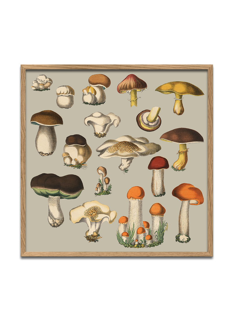 Fungi XI