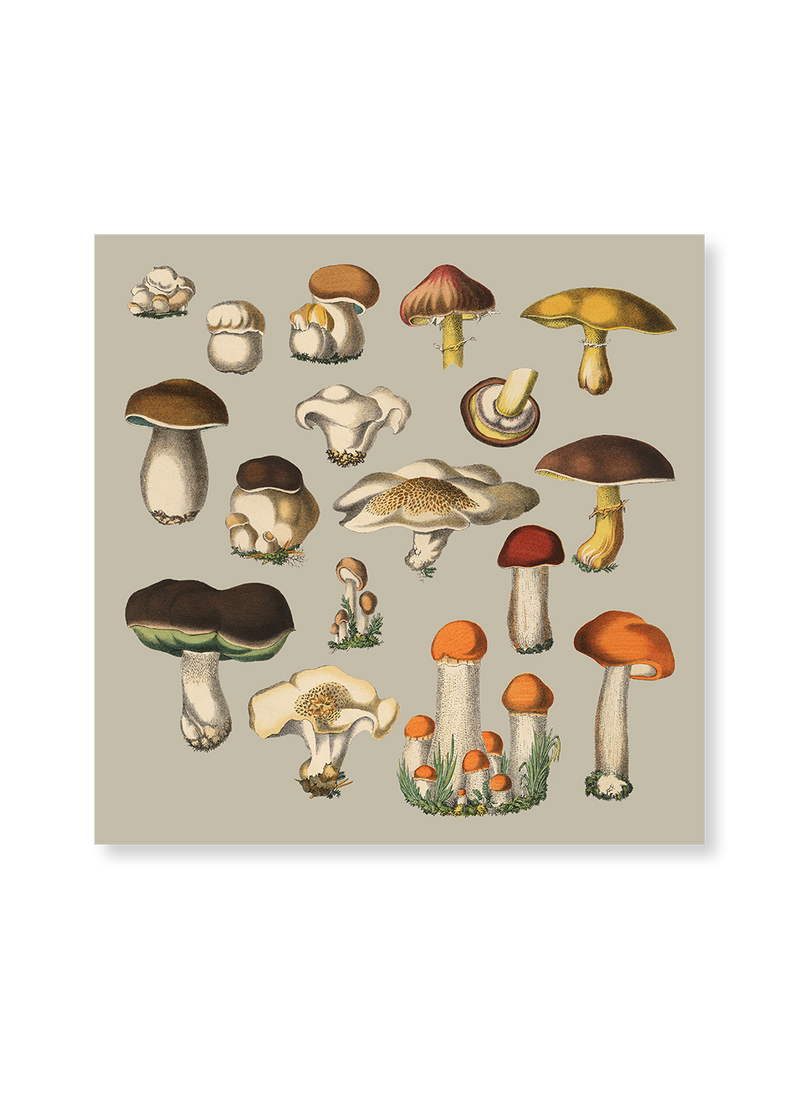 Fungi XI