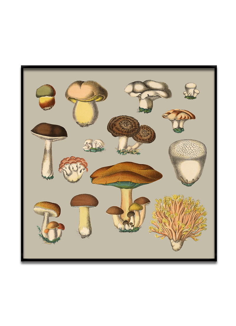 Fungi XIII