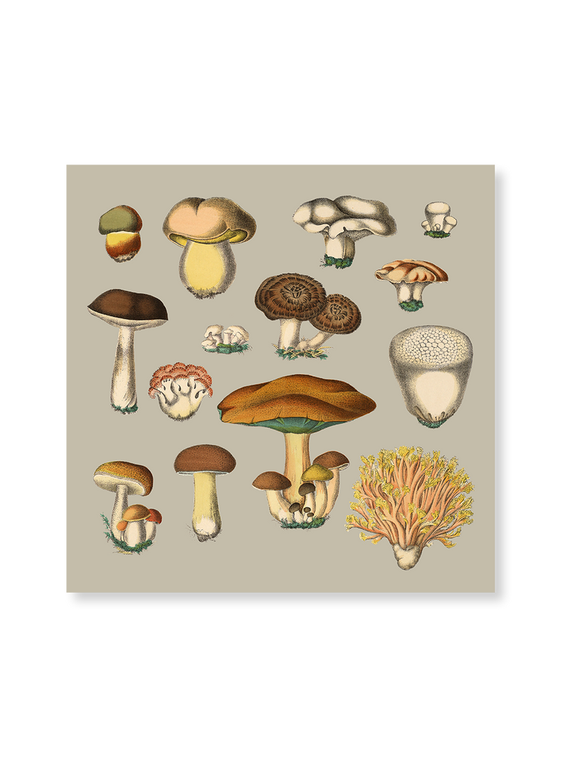 Fungi XIII