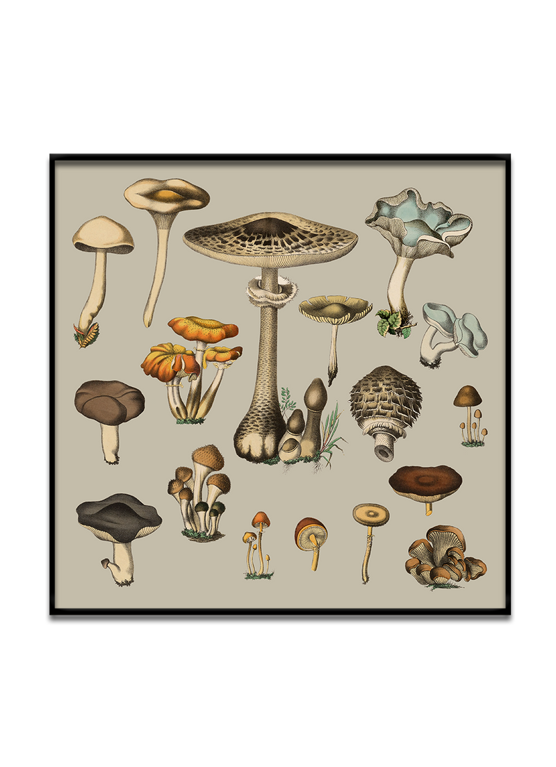 Fungi XV