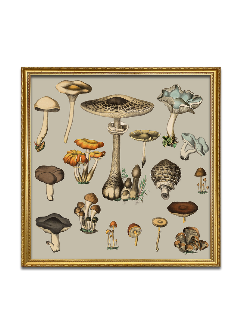 Fungi XV