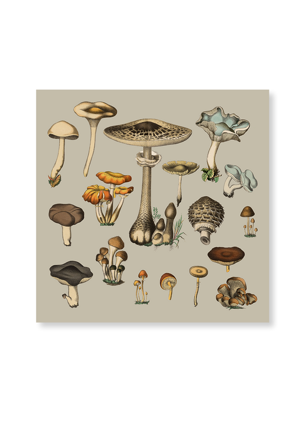 Fungi XV