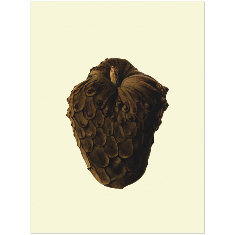 Cherimoya Closed