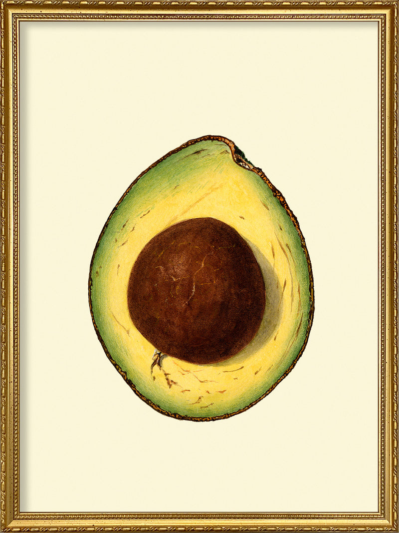 Avocado Open