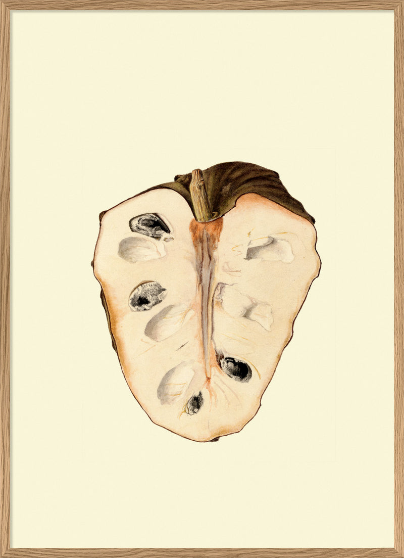 Cherimoya Open