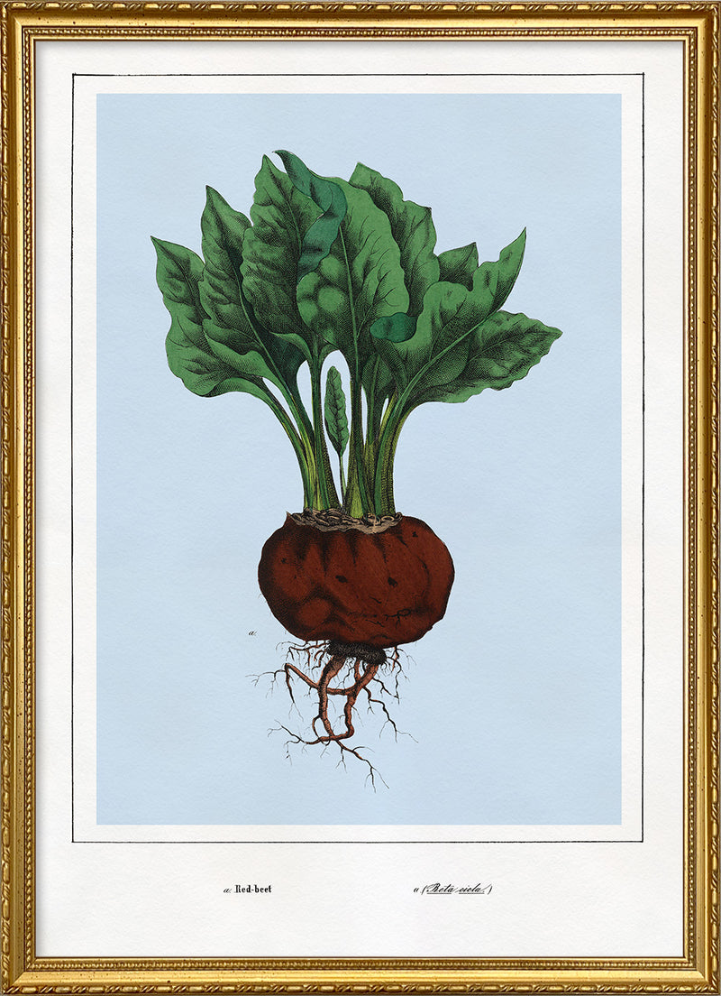 Red-Beet