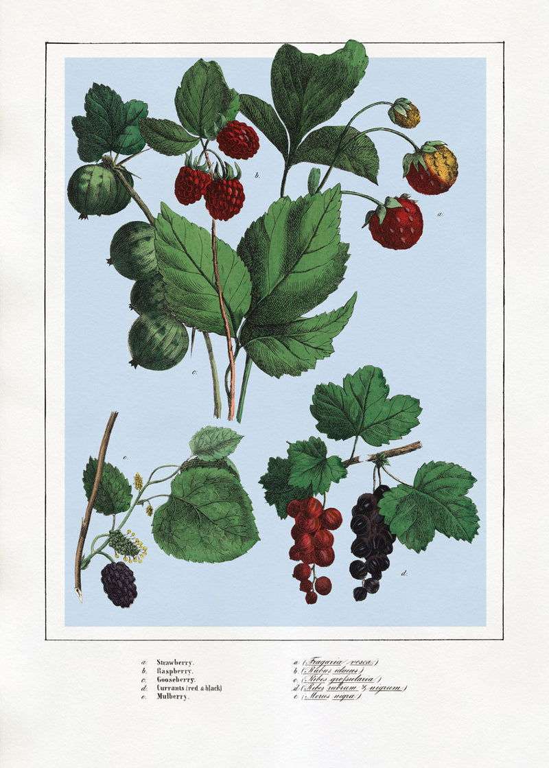 Berries I