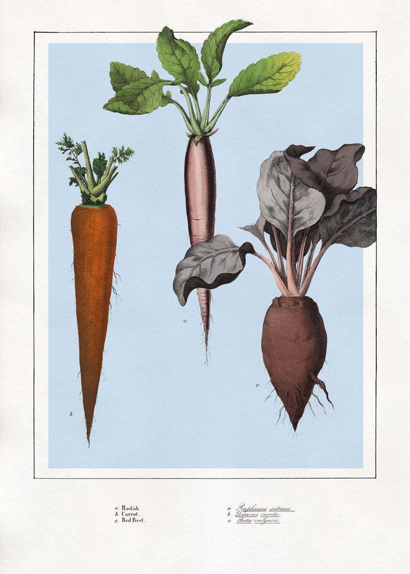 Radish, Carrot and Red-Beet