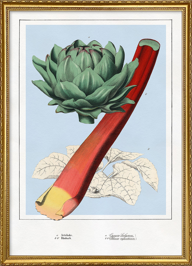 Artichoke and Rhubarb