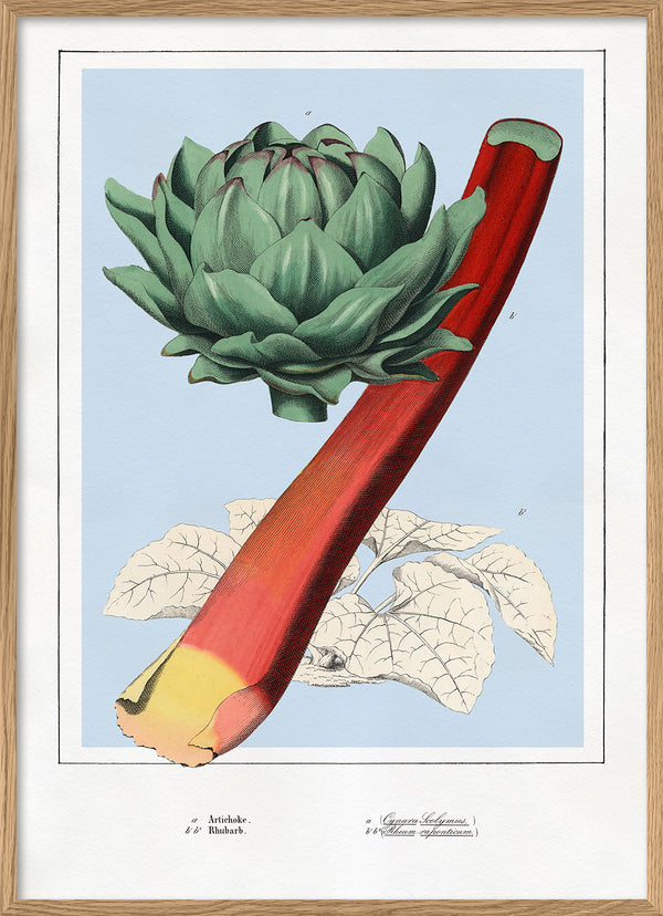 Artichoke and Rhubarb