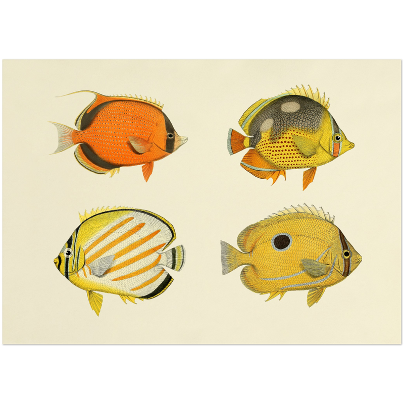 The Fishes