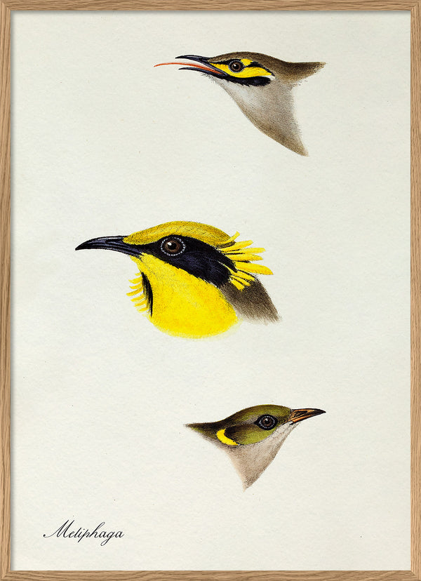 Meliphaga - Honeyeater