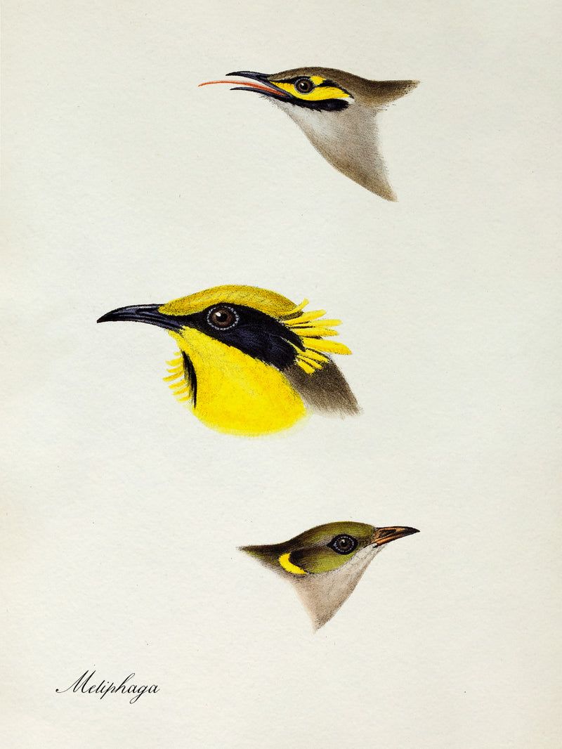 Meliphaga - Honeyeater