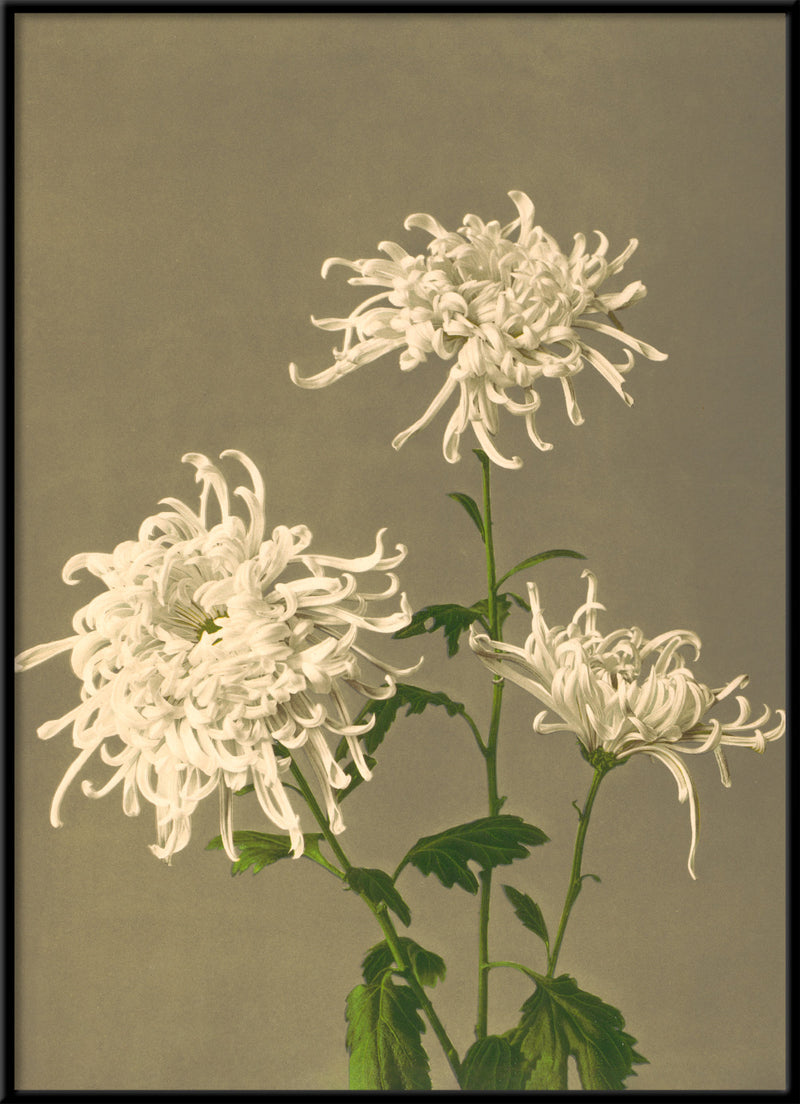 White Chrysanthemum