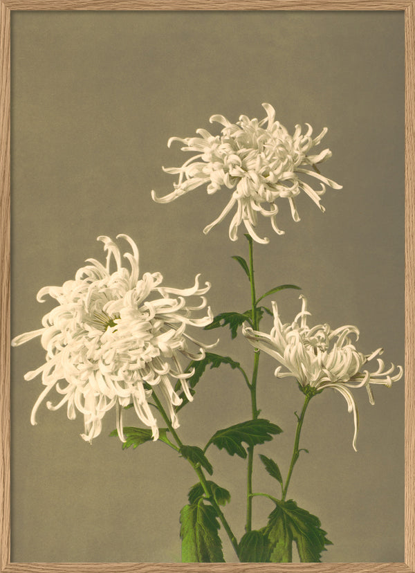 White Chrysanthemum