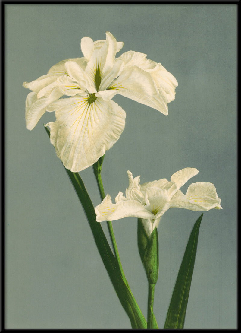 Iris Laevigata