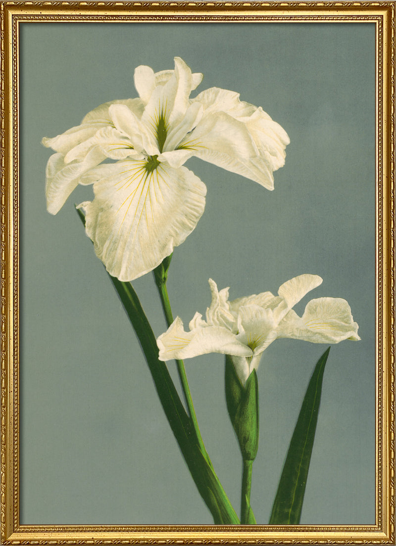 Iris Laevigata