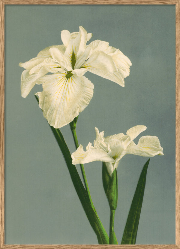 Iris Laevigata