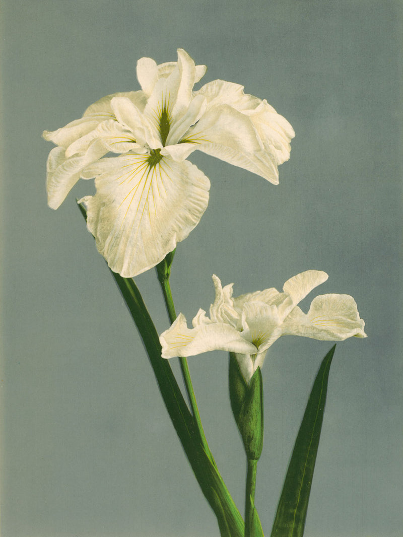 Iris Laevigata