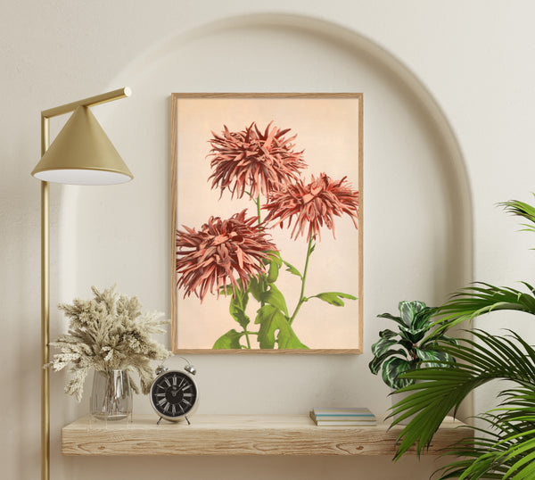 Pink Chrysanthemum