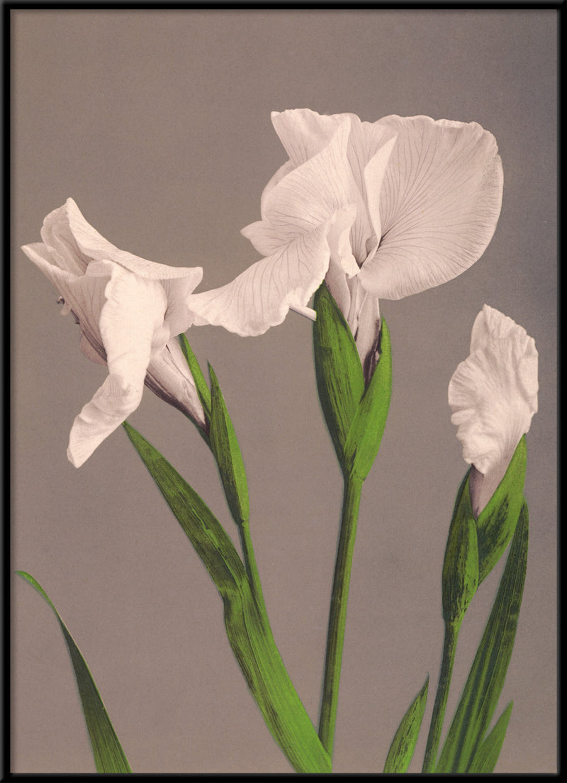 Iris Kaempferi