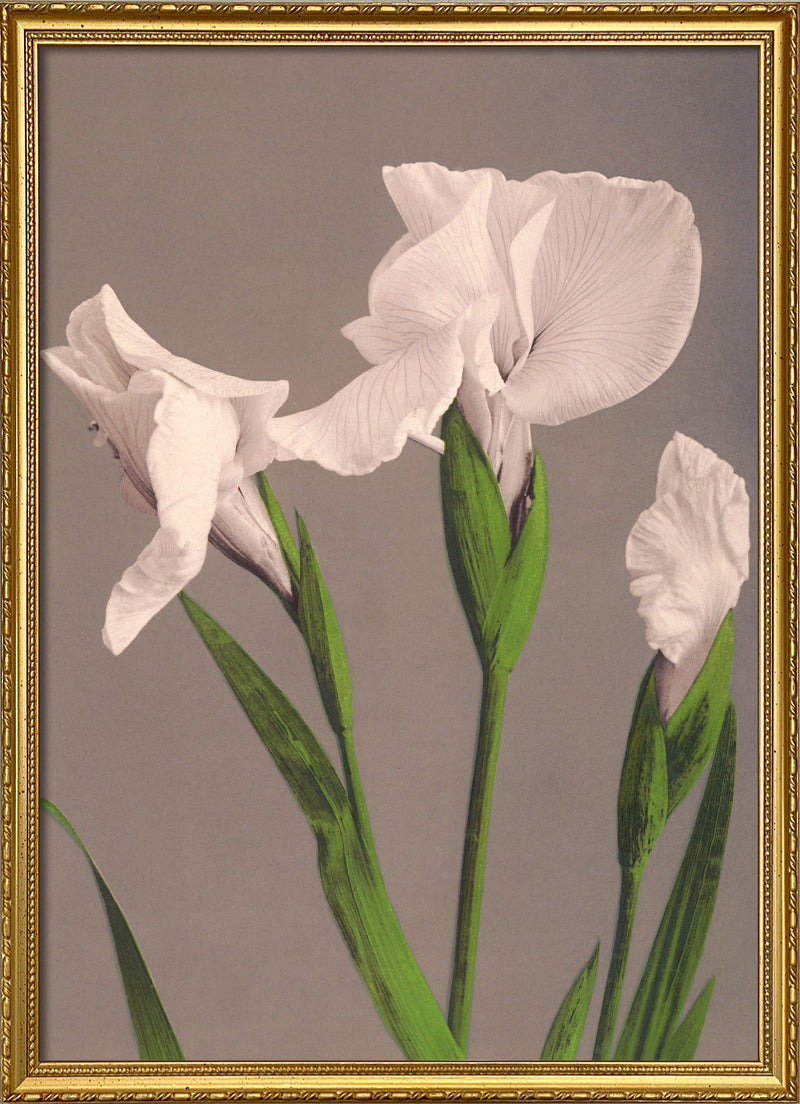 Iris Kaempferi