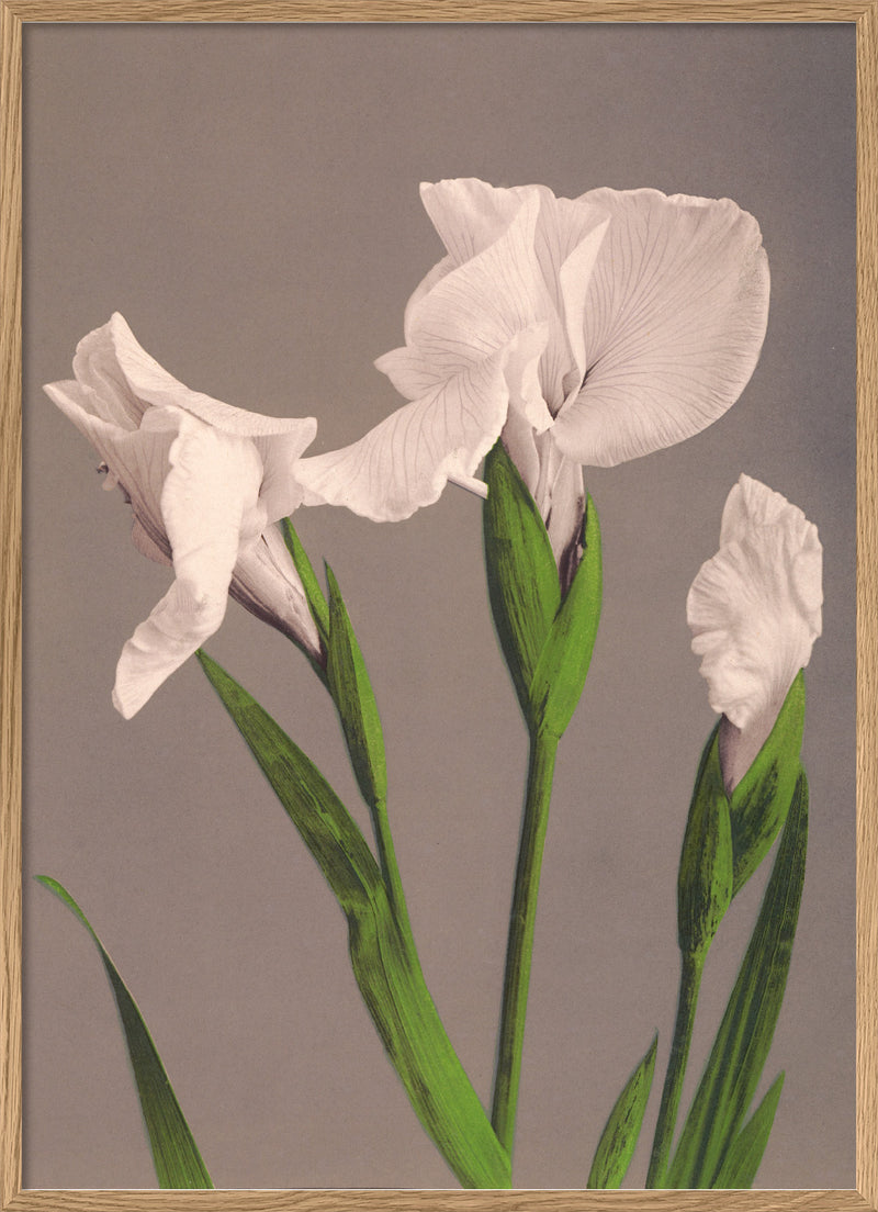 Iris Kaempferi