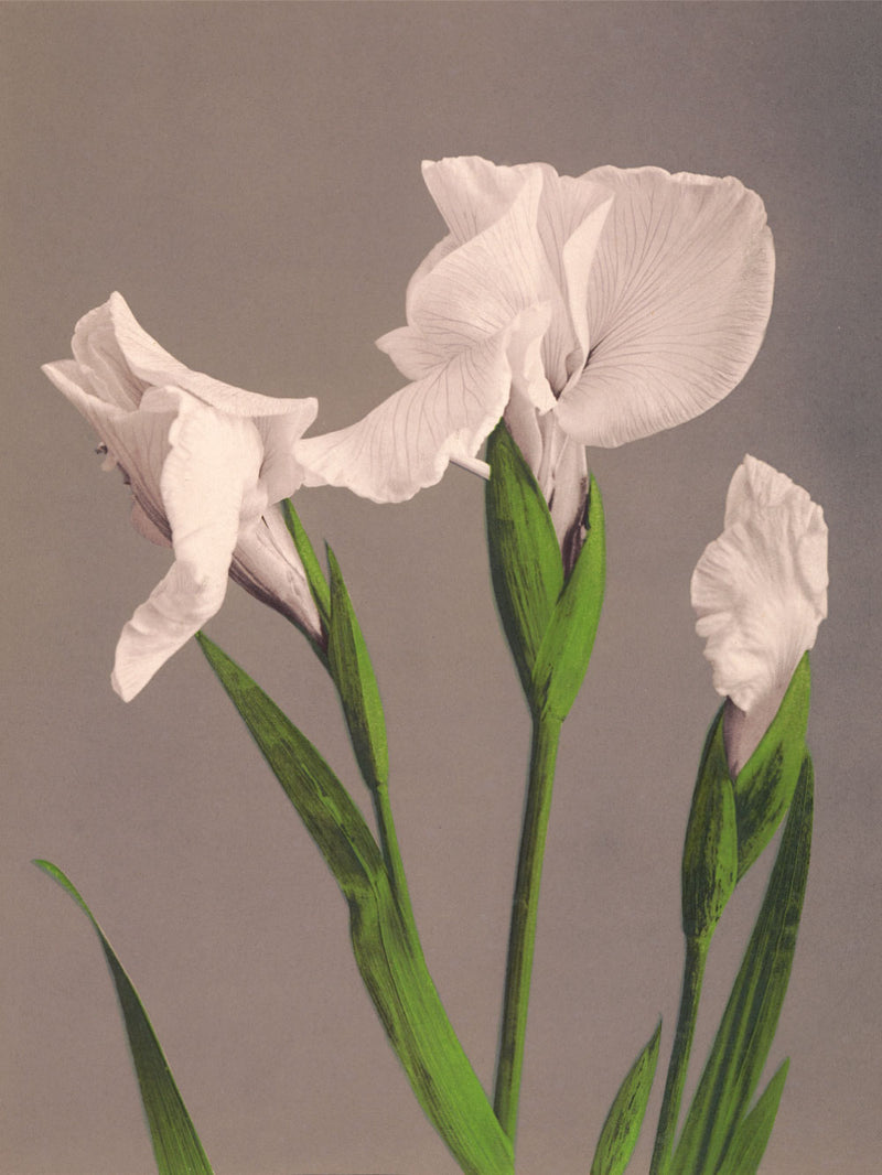 Iris Kaempferi