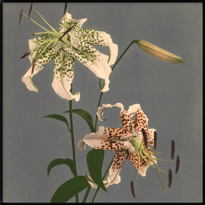 Lilium Speciosum