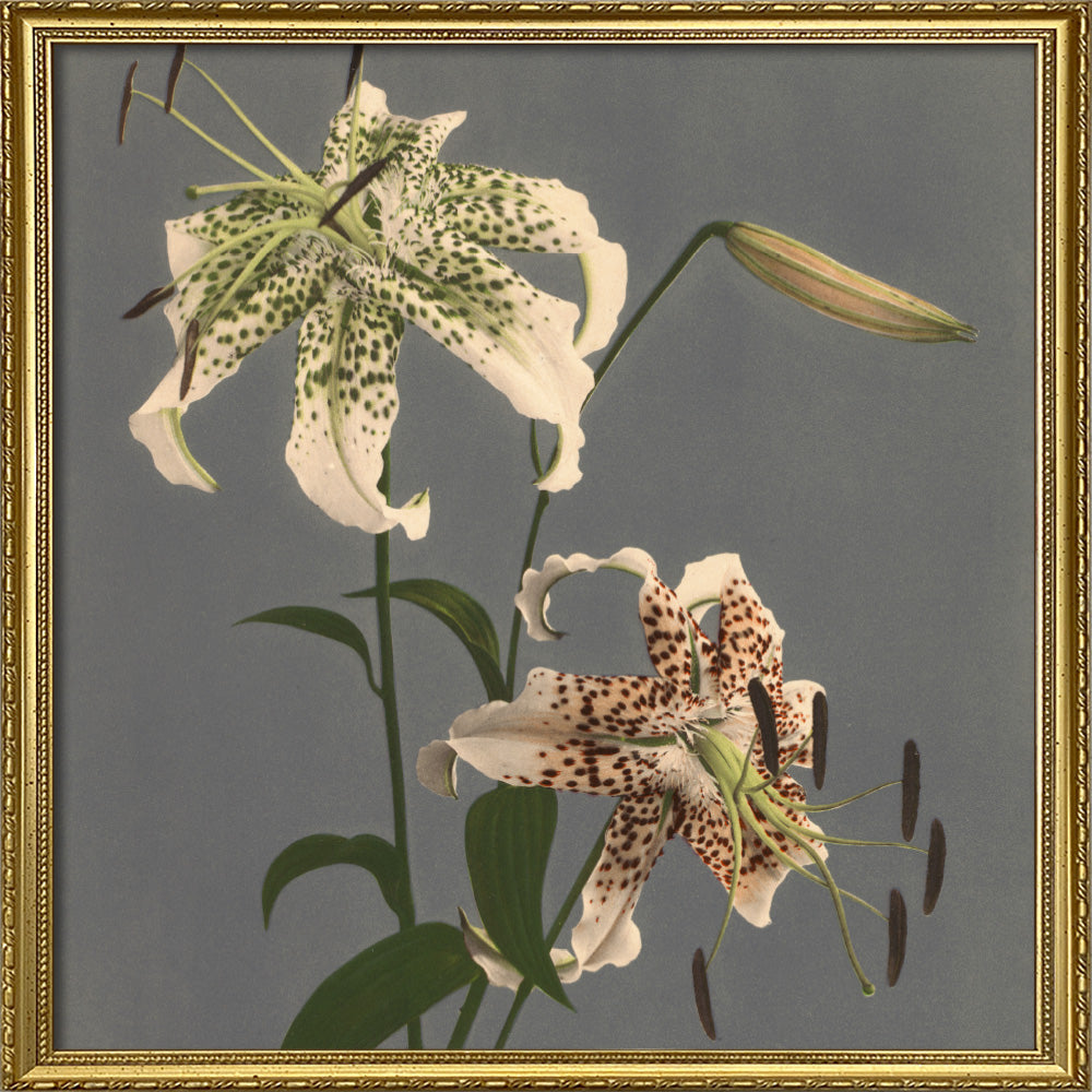 Lilium Speciosum – THE DYBDAHL CO. US