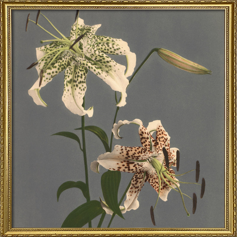 Lilium Speciosum