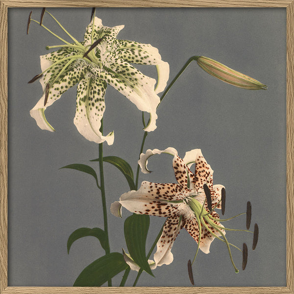 Lilium Speciosum