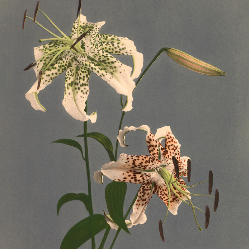 Lilium Speciosum