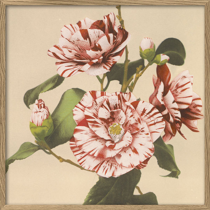 Striped Camelias