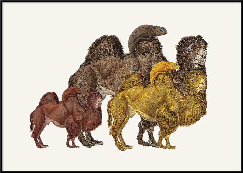 Camels and Chameleons