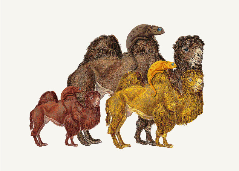 Camels and Chameleons