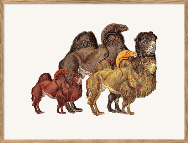 Camels and Chameleons