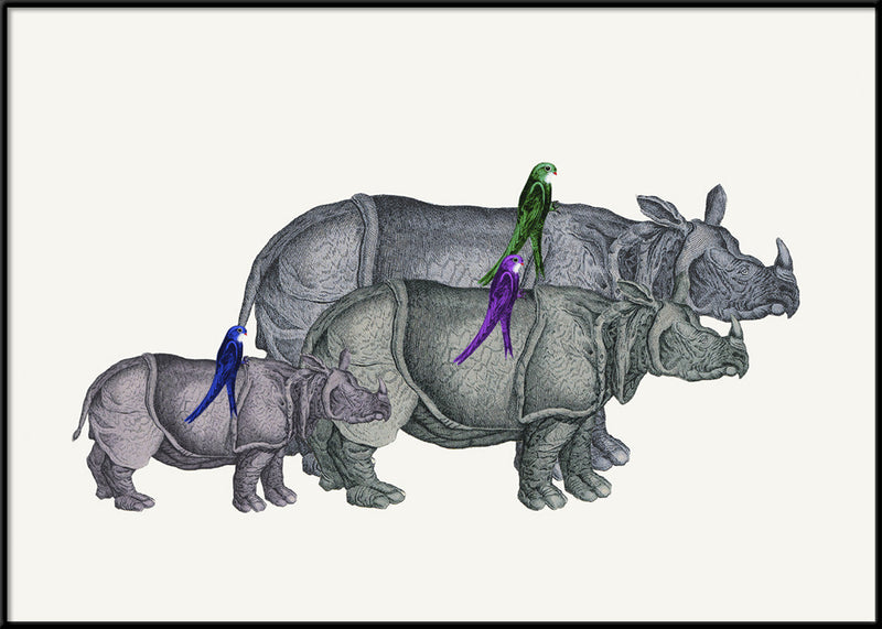 Rhinos and Birds