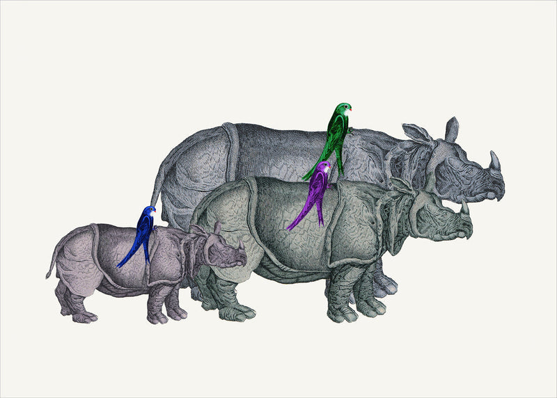 Rhinos and Birds