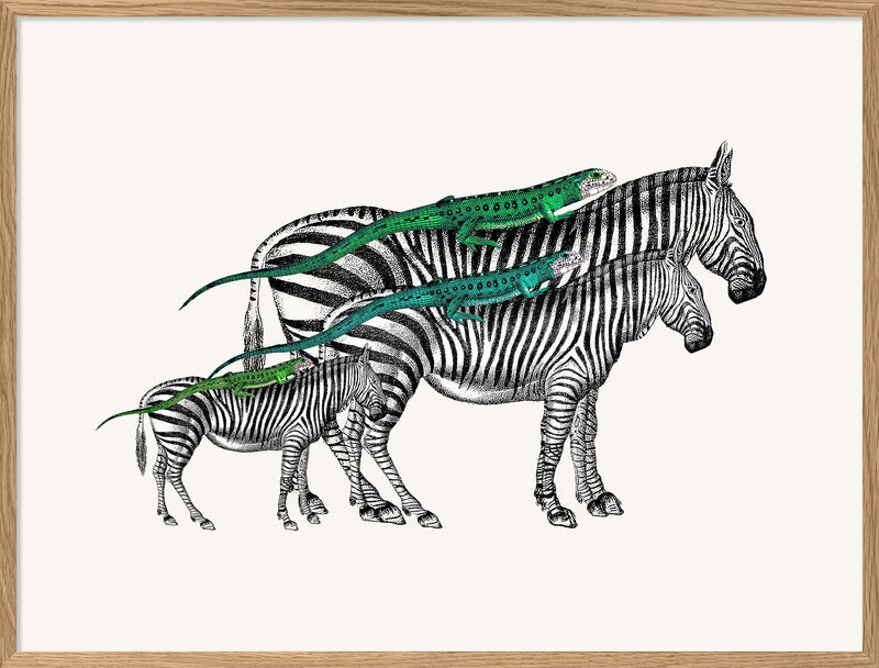 Zebras and Lizards