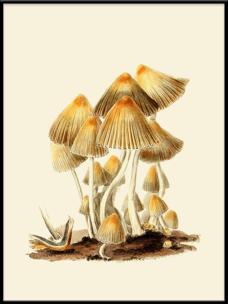 Fungi I