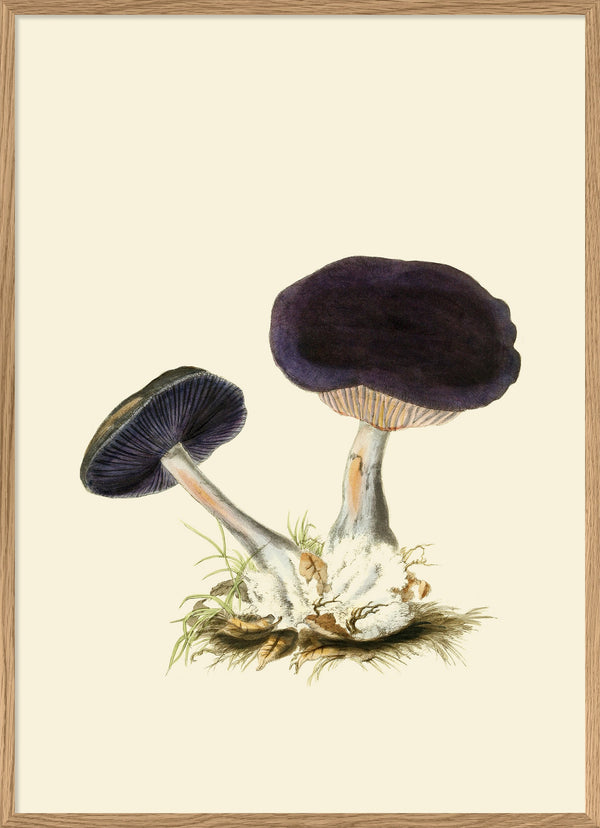 Fungi II