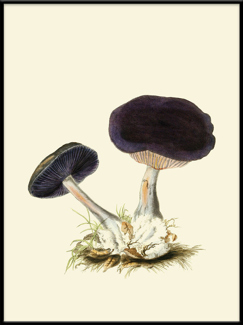 Fungi II