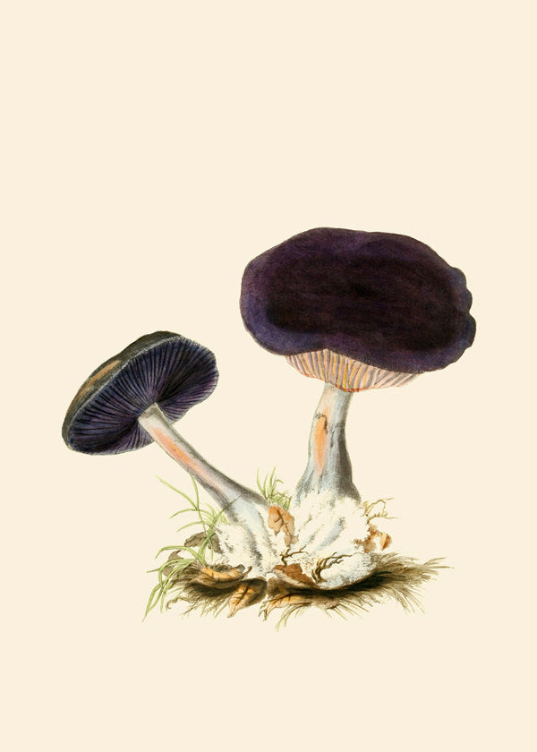 Fungi II