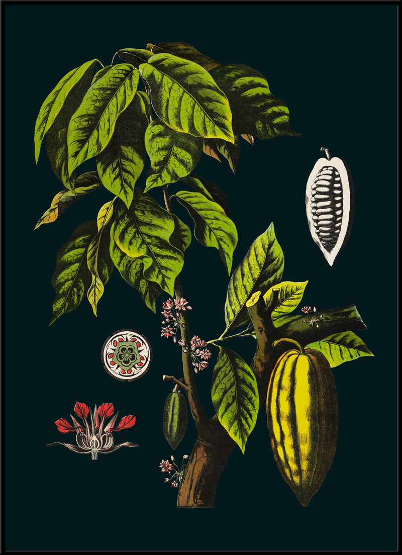 Cacao