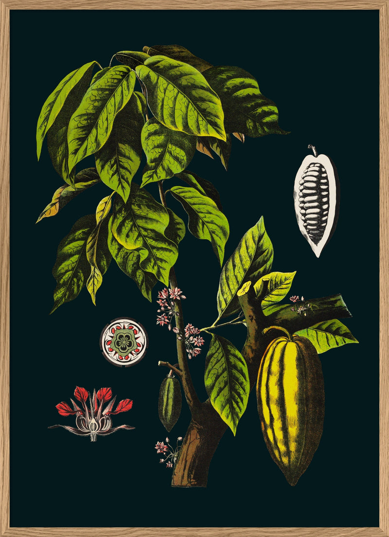 Cacao